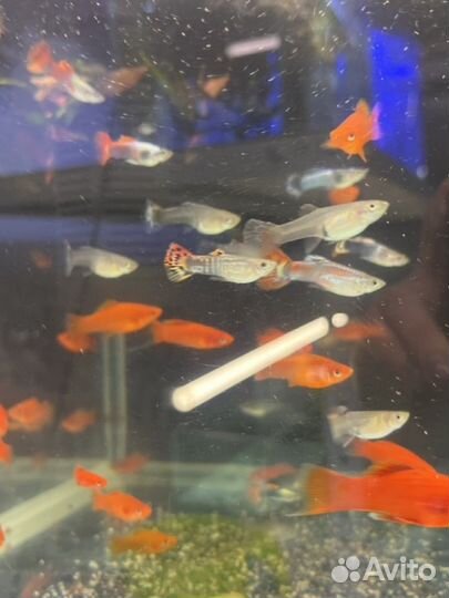 Аквариумные рыбки