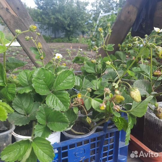 Усы Клубника ремонтантная