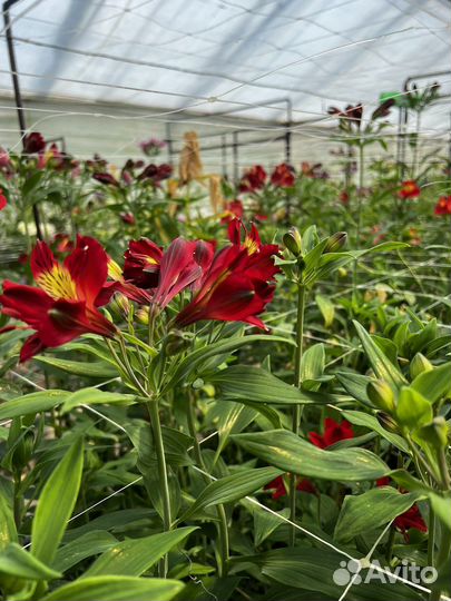 Цветы альстромерии