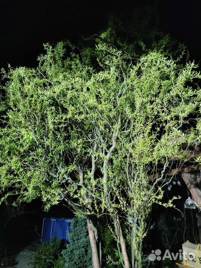 Ива извилистая, Матсудана