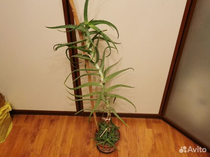 Алоэ (Столетник)