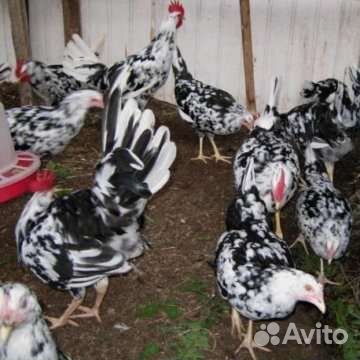 Цыплята леггорн далматинец