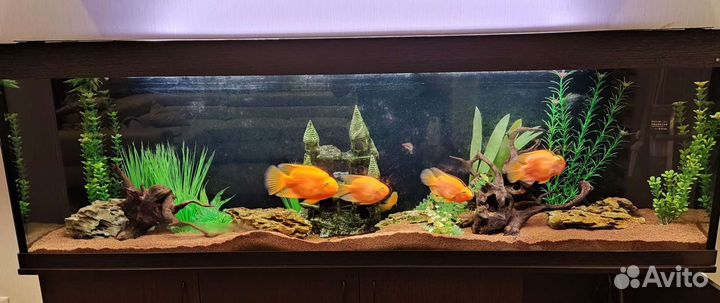 Обслуживание аквариума