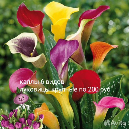 Клубни каллы