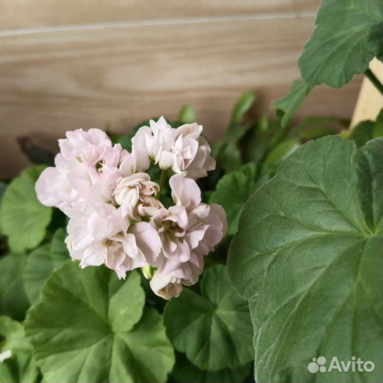 Пеларгония герань сортовая