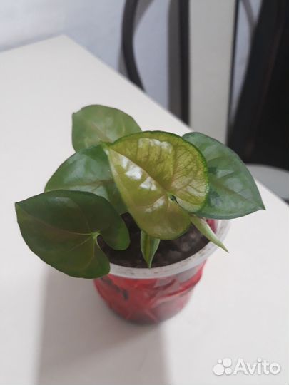 Сингониумы и драцена