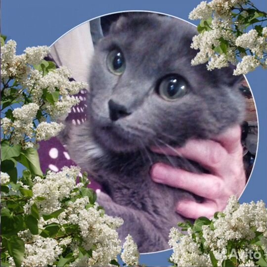 Котики и кошечки