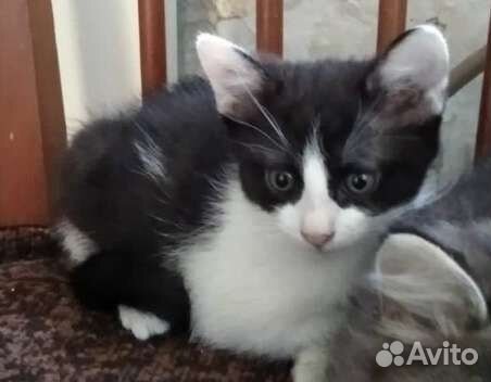 Котик в добрые руки