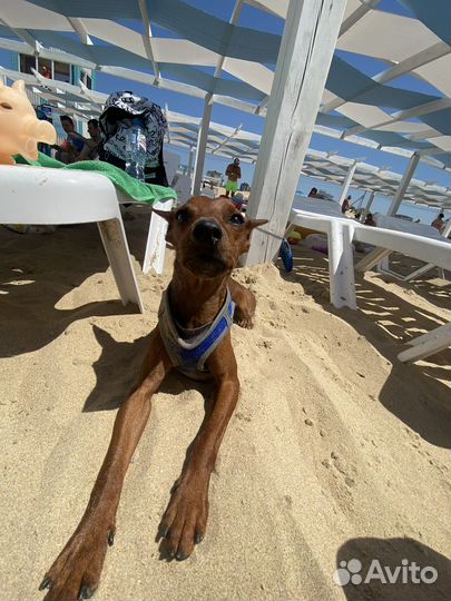 Цвергпинчер