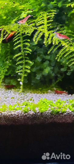 Растения, водоросли и креветки