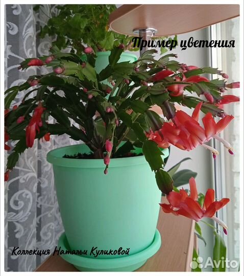 Продам цветы комнатные