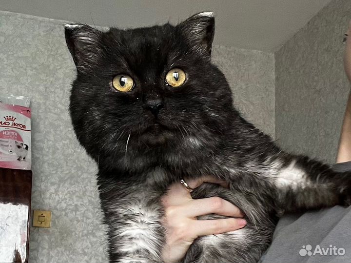 Васька ищет семью