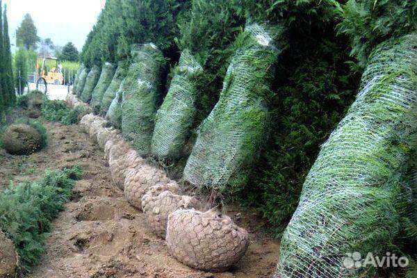 Сетка для комов