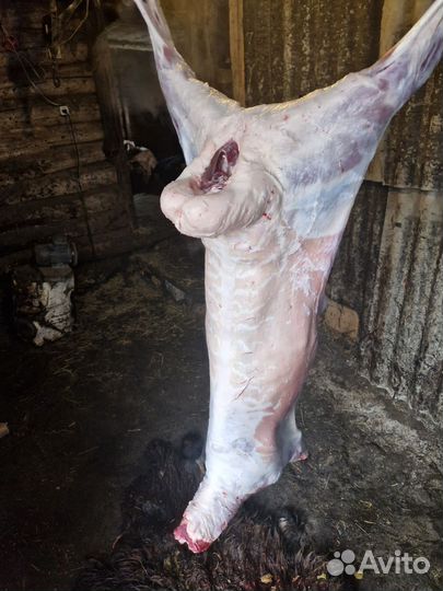 Курдючные барашки