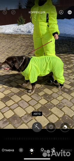 Комбинезон из непромокаемой ткани для собаки