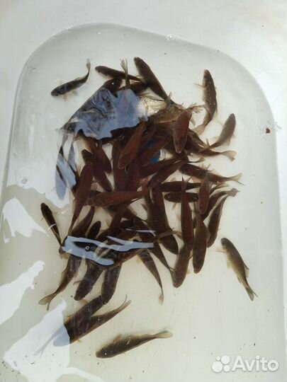 Живец для рыбалки и прудика