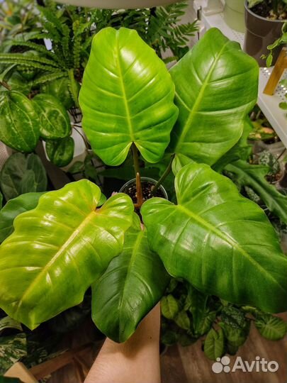 Редкий филодендрон Jungle fever var. / T01