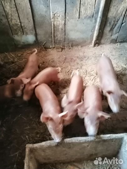 Поросята дюрок