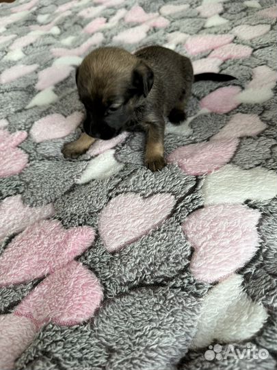 Смесь питбуля