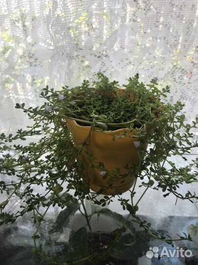 Брахми, гиностема