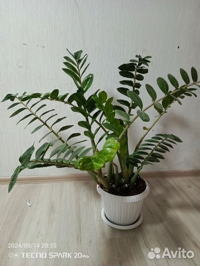 Замиокулькас