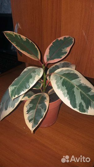 Фикус эластика тинеке