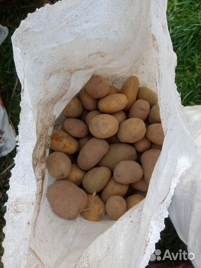 Картошка домашняя с доставкой