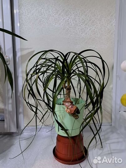 Бутылочное дерево нолина) Любимая)