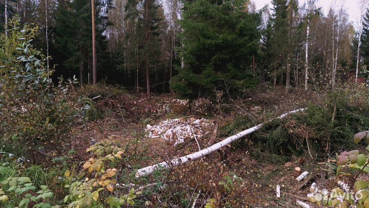 Дрова (береза, неколотые) в Грузино и окрестностях