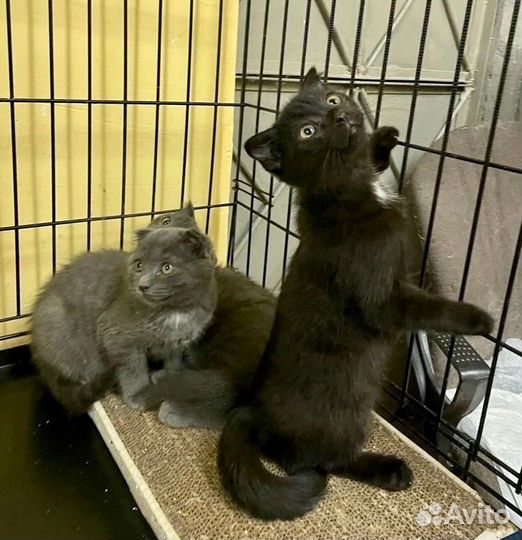 Девочки-котята с прямыми и висячими ушками