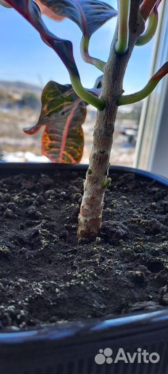 Кротон экселент