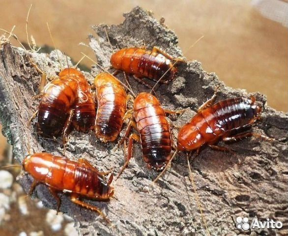 Кормовые насекомые