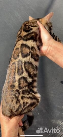 Бенгальские котята