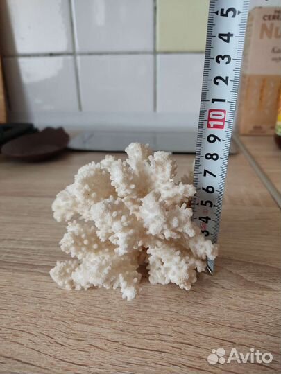 Морской коралл