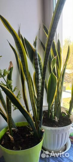 Сансевиерия (Щучий хвост)