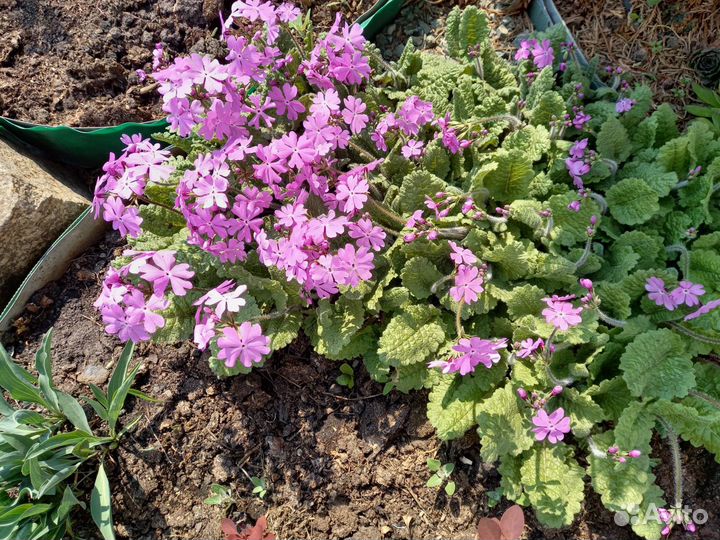 Многолетние садовые цветы