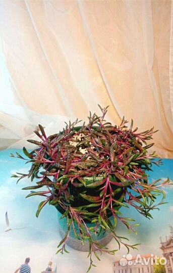 Оттона красивый суккулент