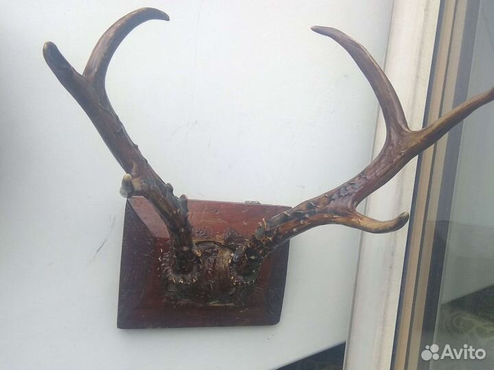 Рога оленя