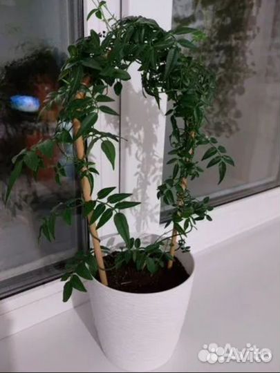 Жасмин комнатный многоцветковый черенок