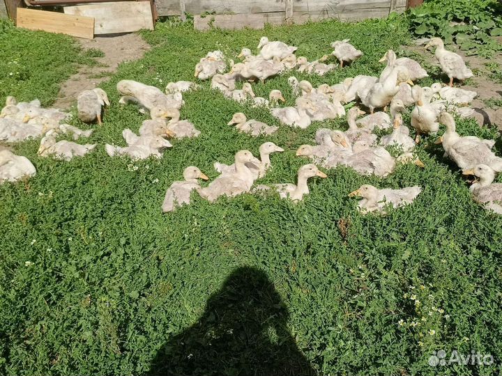 Утята, домашний вывод