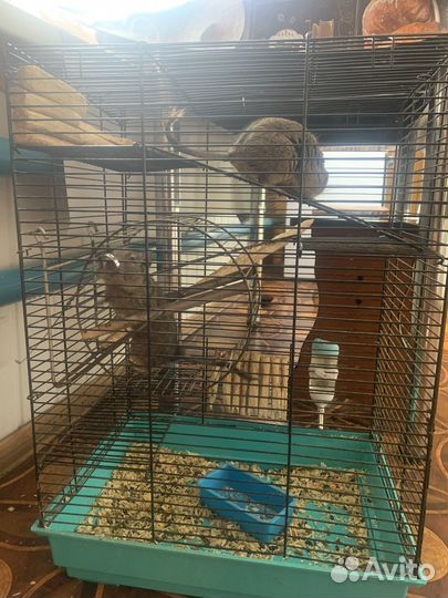 Белка дегу с клеткой