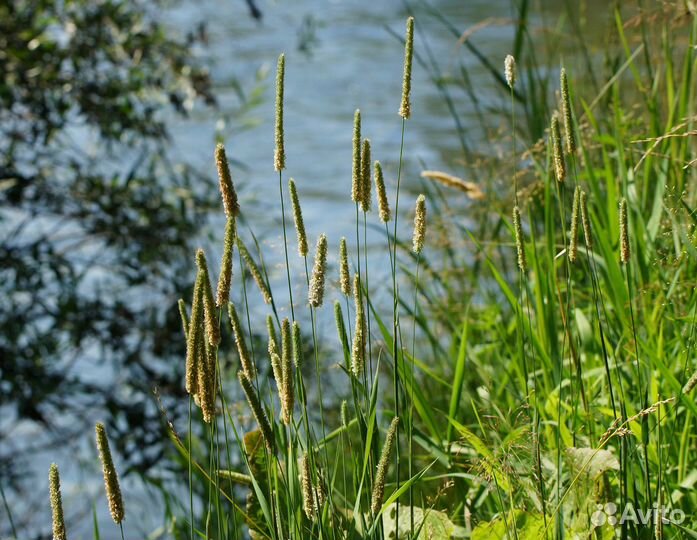 Тимофеевка луговая 
