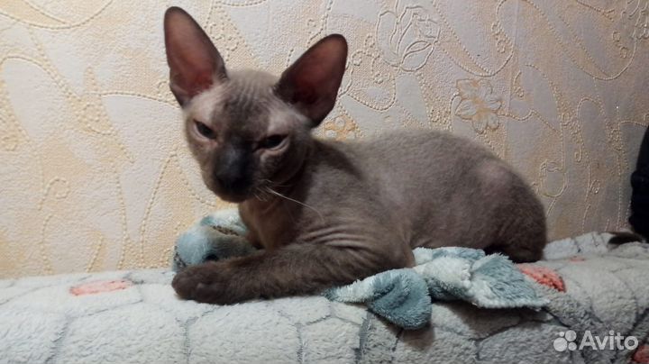 Донской сфинкс