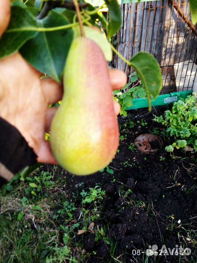 Черенки. Летняя прививка плодовых