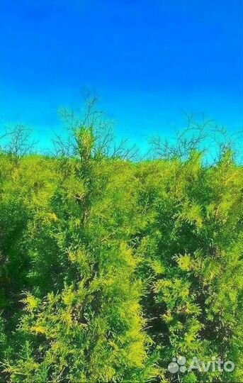 Туя брабант в розницу