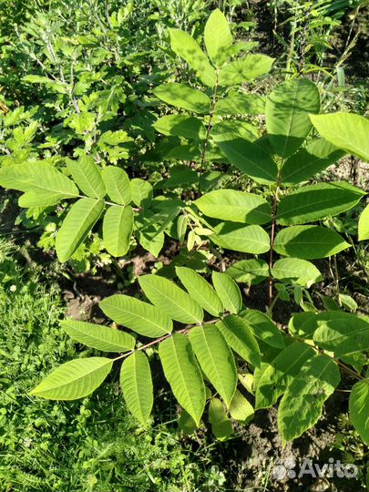 Маньчжурский орех 2х летки