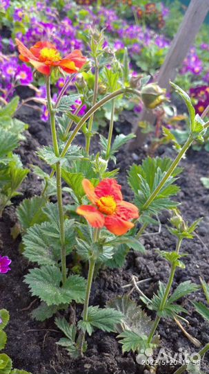 Гравилат Чилийский