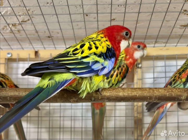 Попугайчики молодежь