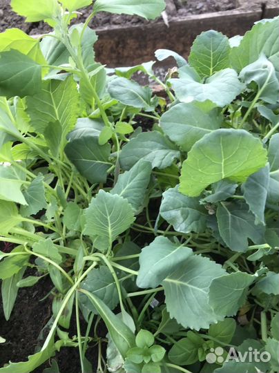 Рассада капусты белорусская