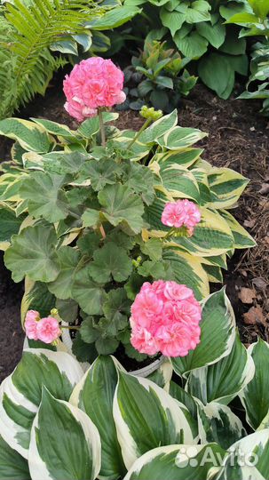 Пеларгония герань